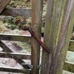 spring gate closer on wooden gate in nature park