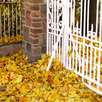 White ornamental gate with scroll work and red brick gate posts. In front of gate: large amount of yellow fallen leaves
